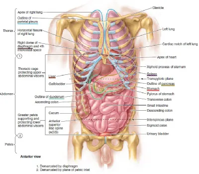 Figure 3: Muscles of anterolateral abdominal wall [1] 