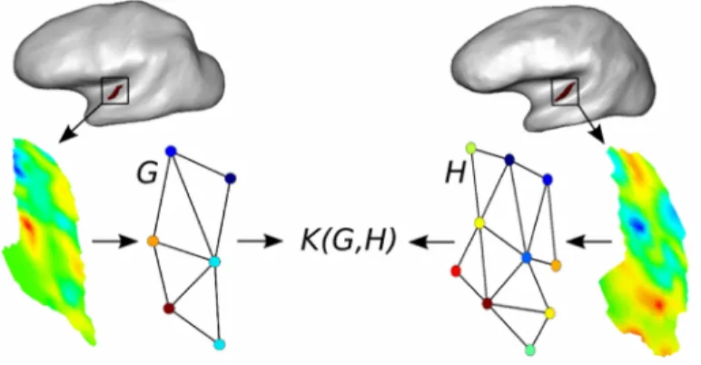 Figure 1. Our contributions: i) attributed graphs are learnt in an unsupervised manner to represent local functional patterns observed in unregistered subjects; ii) graphs similarities are evaluated by a custom-designed kernel, allowing to solve various pr