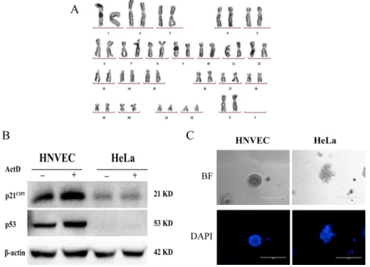 Figure 2C showed that HNVEC cells formed well-defined  and polarized spheres in this 3D context, while HeLa  cells (a cervical cancer cell line) generated proliferous,  disorganized and nonpolar solid aggregates