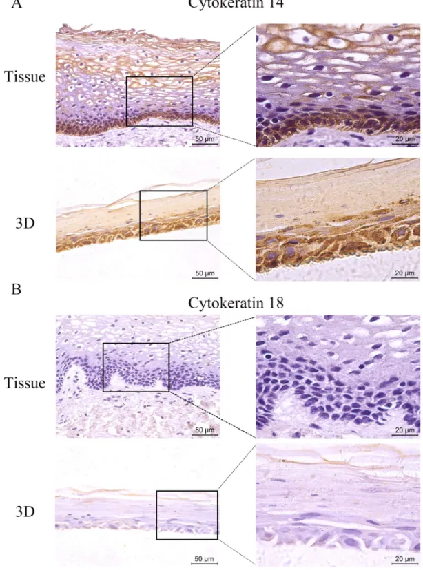 Figure 5: The expression of CK 14 and 18.  The HNVEC cells were cultured in air-liquid interface (ALI) for 14 days before fixed