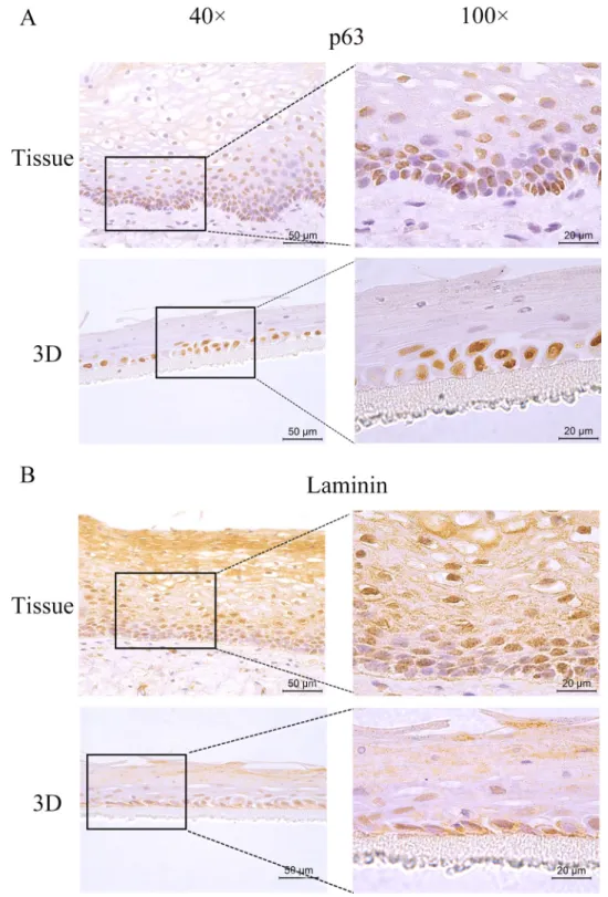 Figure 6: The expression of p63 and Laminin.  The HNVEC cells were cultured in air-liquid interface (ALI) for 14 days before fixed