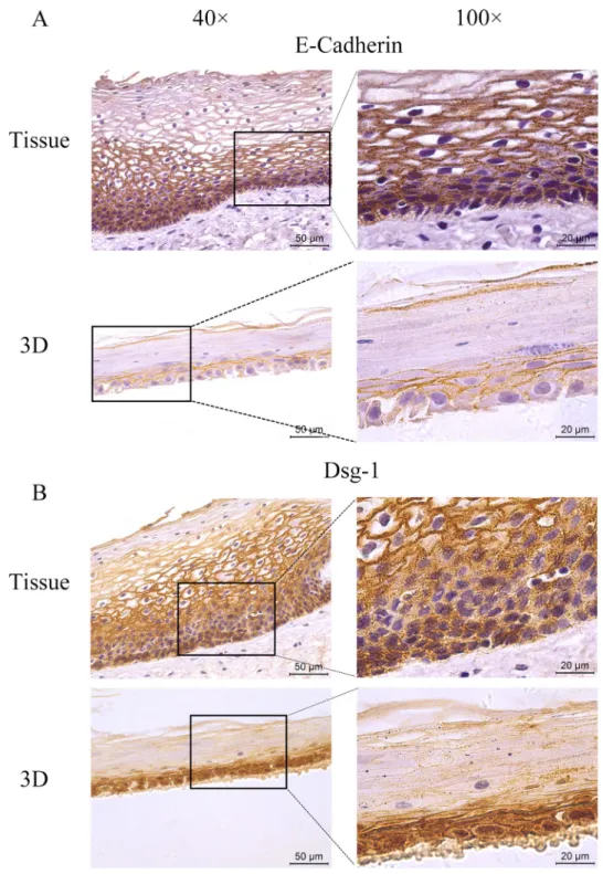 Figure 7: The expression of tight junction markers.  The HNVEC cells were cultured in air-liquid interface (ALI) for 14 days before  fixed