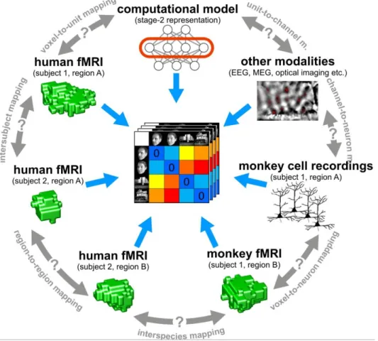 Figure 8: Depiction of how representational dissimilarity matrices facilitate the compari- compari-son of congnitive states between different subjects, species, modalities and regions in the brain [KMB08].