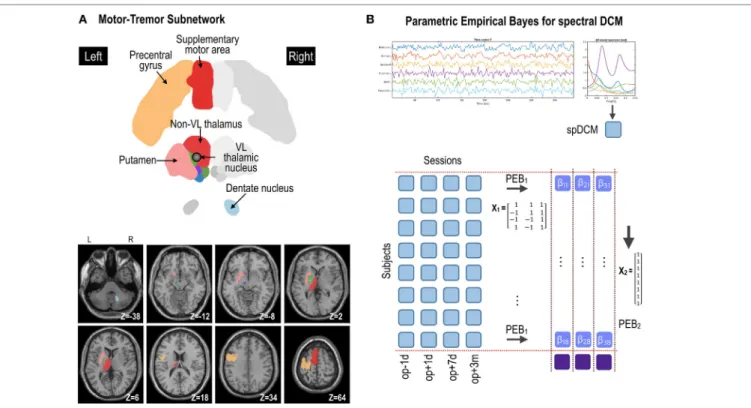 FIgURe 2 | Procedures for parametric empirical Bays (PEB) effective connectivity analysis of the motor subnetwork (A)