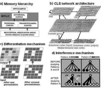 Figure 1.4. Complementary Learning Systems (CLS) model.(a) Macro-architecture. Highly processed input coming from specialised brain areas converge intothe medial temporal lobe cortex (MTLC)
