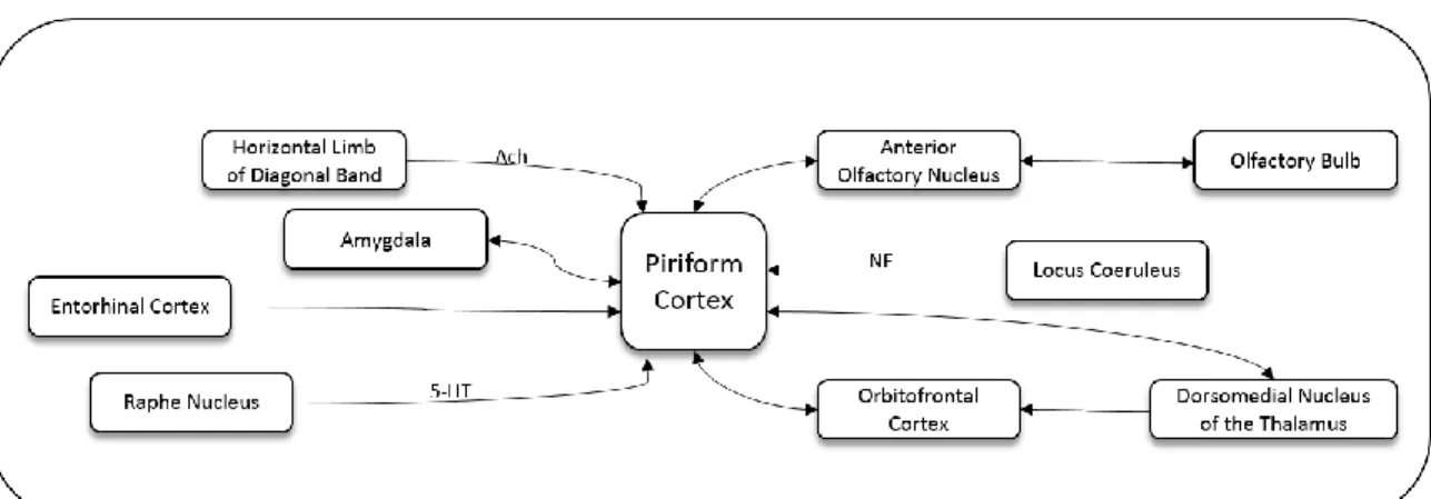 Figure 1 summarizes some of the brain activity among the piriform cortex and  other areas