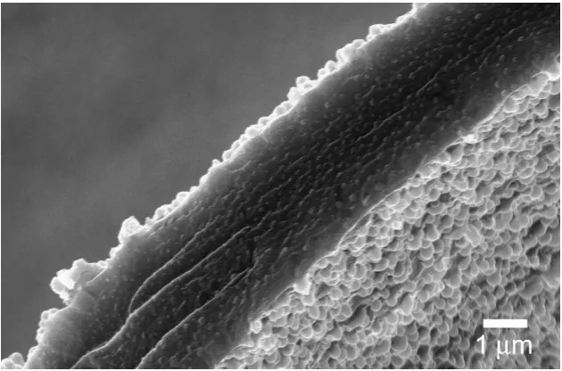 Figure 7: FE-SEM image of point of contact between two cells in Pickering Poly(HIPE). Itcan be seen thatparticles are presents on both sides of the 3 µm interconnecting film