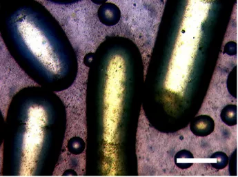 Figure 3: Light microscopic image of large non-spherical liquid droplets and smallspherical droplets of styrene stabilized by Laponite clay armoured cross-linkedpolystyrene submicron spheres