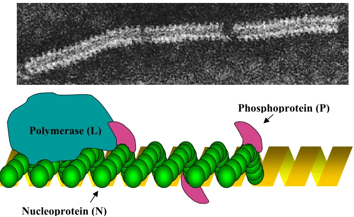 Figure 1.3 Paramyxovirus ribonucleoprotein capsid structure.  The electron microcopy image is courtesy of Linda M Stannard (University of Cape Town, http://web.uct.ac.za/depts/mmi/stannard/paramyx.html)