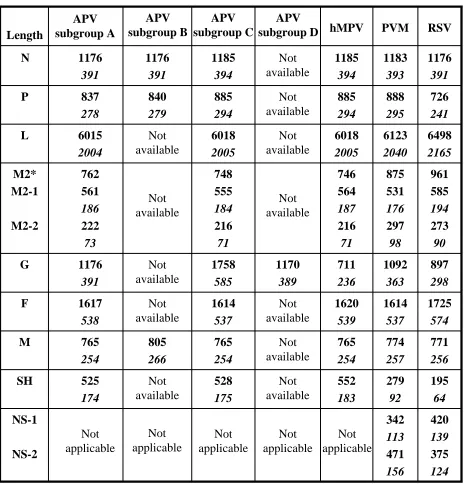 Table 1.2 Amino acid and nucleotide lengths of the pneumovirus ORF and proteins.  The lengths of the ORFs (nucleotides, in bold) and proteins (amino acids, in italics) of RSV strain RSS-2, APV subgroup A isolate CVL141, APV subgroup B, APV subgroup C, APV 