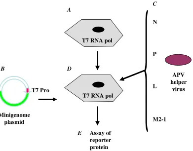 Figure 1.9 Model of the negative sense RNA helper virus rescue system.  The are then transfected with a minigenome plasmid (B) under the control of a T7 polymerase components required to create a helper virus reverse genetics system for a negative sense RN