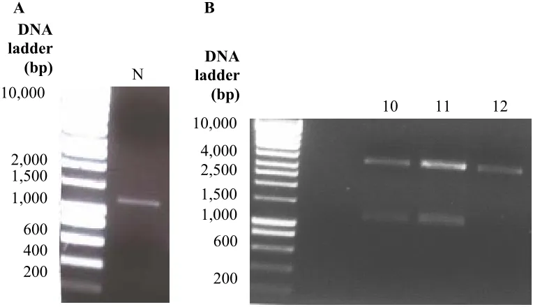 Figure 3.2 Cloning of the N10 plasmid. Following RT-PCR, an approximately 1170bp N gene DNA fragment was visualized on an agarose gel (A)