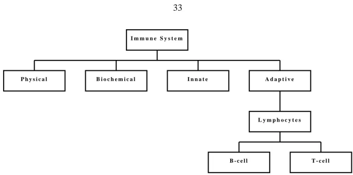 Figure 2.4: Defence layer of immune system their inability to evolve.