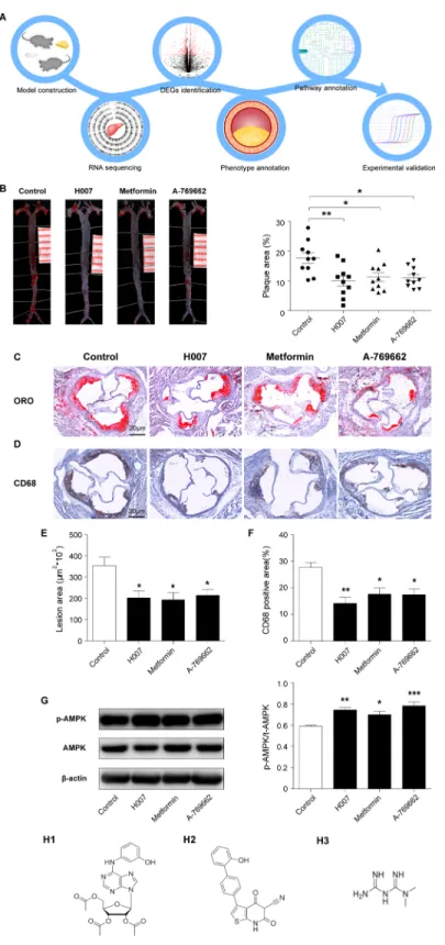 Figure 1: H007 alleviates atherosclerotic plaque development in apoE –/–  mice.  (A) Flow chart representing the experimental 