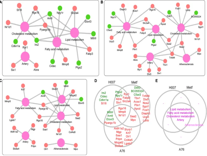 Figure 3: Annotation of DEGs with known phenotypes.  (A) Gene-phenotype network for H007 group