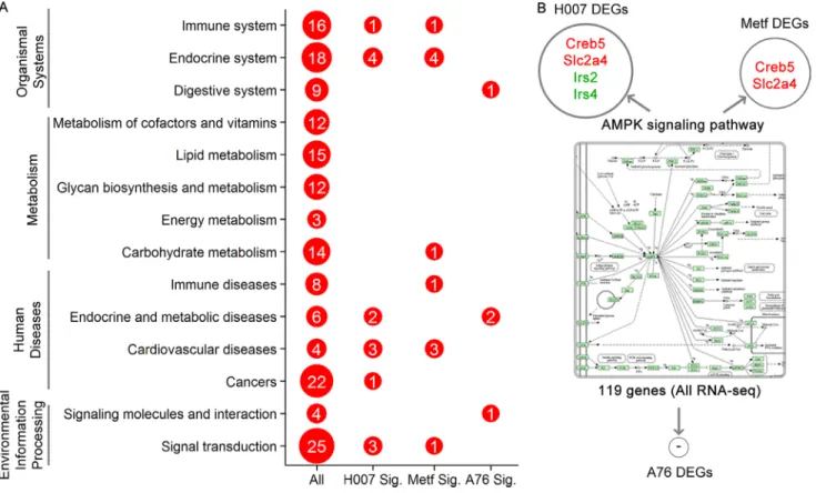 Figure 4: Summary of biomedical pathway analysis.  (A) The numbers of the total pathways and enriched pathways in three groups  for each pathway class