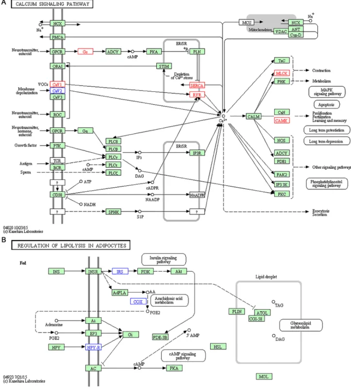 Figure 5: Representative enriched pathways in H007 group.  (A) Calcium signalling pathway