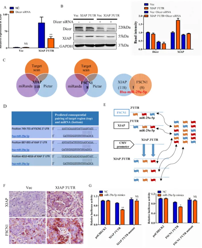 Figure  6:  XIAP  3′UTR  interacts  with  miRNAs  and  regulates  expression  of  associated  genes