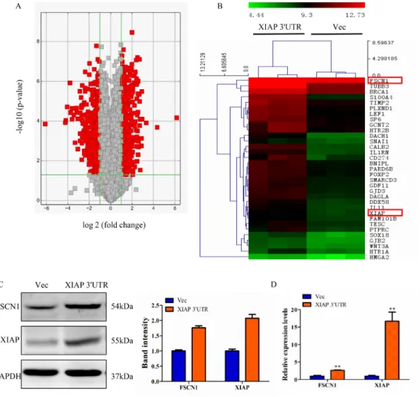 Figure  5:  Perturbation  of  gene  expression  by  XIAP  3′UTR  transfection.  (A) Volcano plot representing fold change and  significance of altered microarray probes in MCF-7 cells stably post-transfection with XIAP 3′UTR or vector