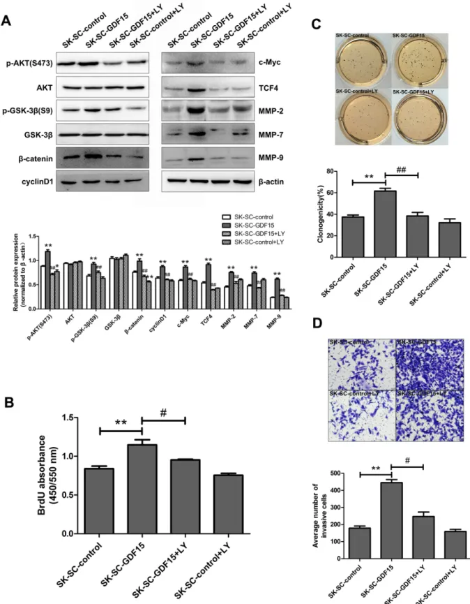 Figure  7:  Blocking  AKT/GSK-3β/β-catenin  signaling  pathway  suppresses  GDF15-driven  proliferation,  colony  formation and invasion of SCs
