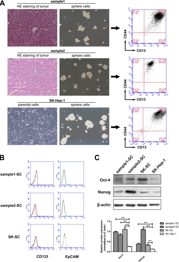 Figure 1: SCs derived from two HCC samples and SK-Hep-1 cells represent a group of CD13 + CD44 +  cells, which  preferentially express stem cell-associated genes