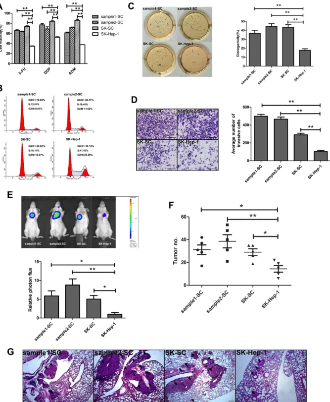 Figure 2: SCs derived from two HCC samples and SK-Hep-1 cells exhibit cancer stem cell-like properties