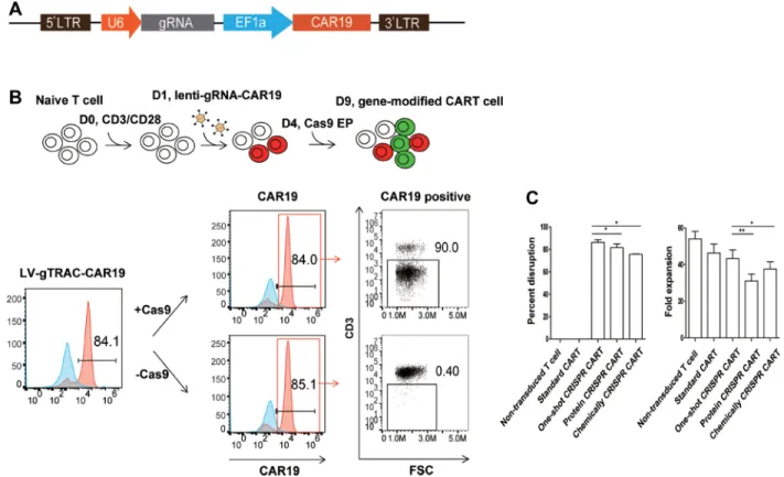 Figure 1: Efficient TCR disruption in T cells with the one-shot CRISPR system.  (A) Schematic design of the one-shot  CRISPR constructs