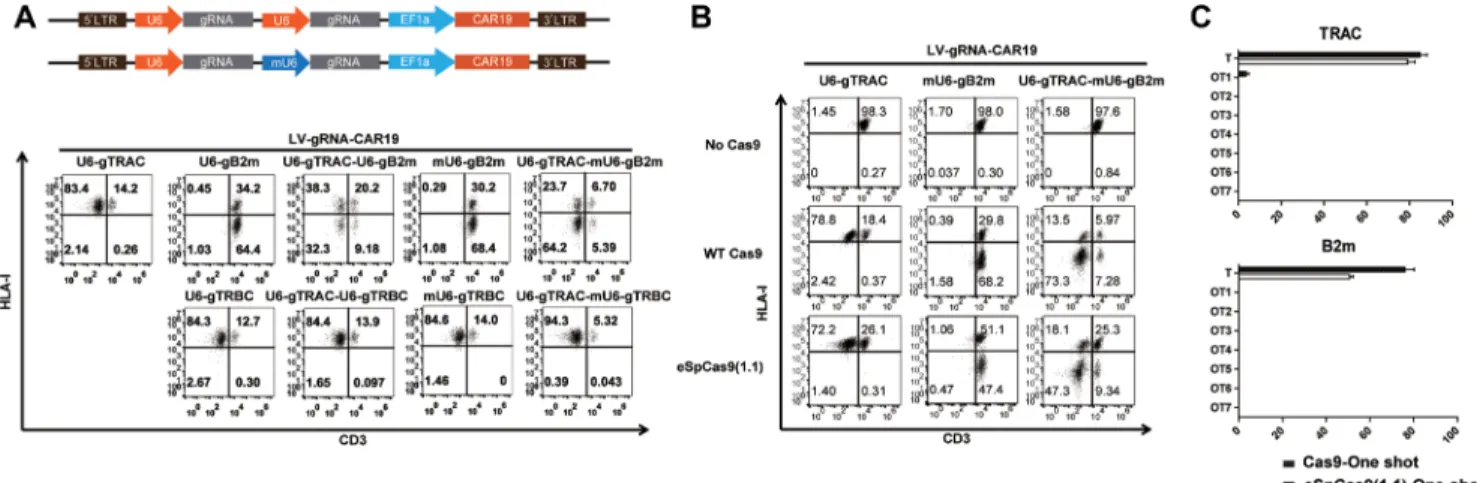 Figure 3: High-fidelity multiple gene ablation by the one-shot CRISPR to generate universal CAR T cells