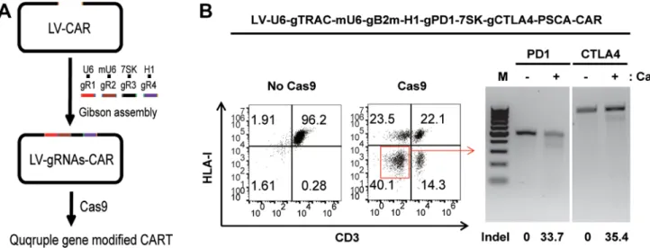 Figure 5: Generating dual inhibitory resistant universal PSCA-CAR T cells by quadruple gene ablation