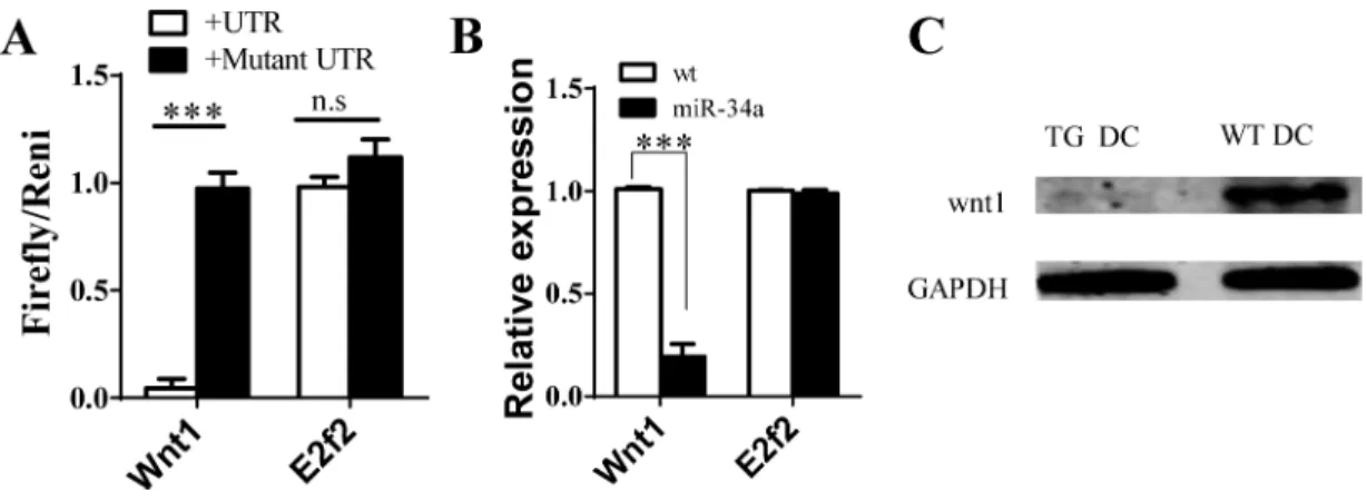 Figure 4: Wnt1 as target of miR-34a in DCs.  A. Luciferase report assay for verifying miR-34a target Wnt1 3’UTR but not E2F2  and their mutated 3’ UTR