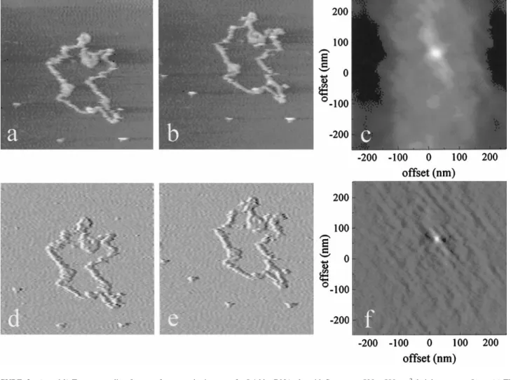 FIGURE 3 (a and b) Two succeeding frames of topography images of a 5.4-kbp DNA plasmid