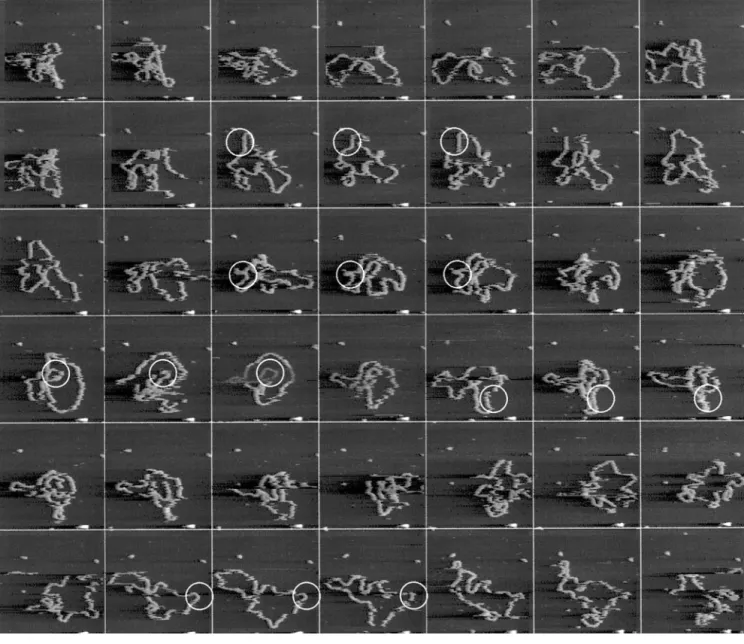 FIGURE 5 Sequence of consecutive topography images of a single 5.4-kb DNA plasmid on mica followed in time
