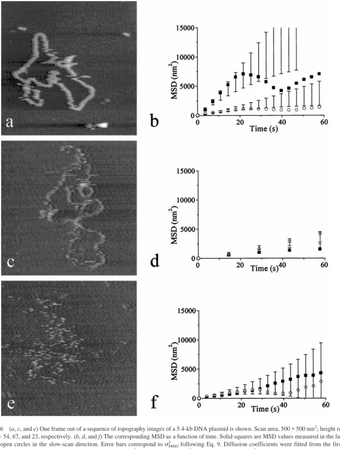 FIGURE 6 (a, c, and e) One frame out of a sequence of topography images of a 5.4-kb DNA plasmid is shown