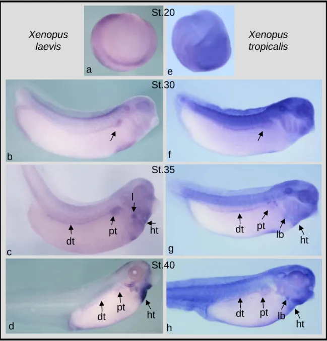 Figure 3.6 Spatial and temporal embryonic expression of XlWnt9a and  XtWnt9a. In situ hybridization analysis in whole-mount Xenopus embryos using DIG-labelled antisense probes shows that wnt9a cannot  be detected in embryos at stage 20 (a and e)