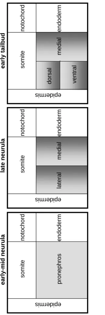 Figure adapted from 