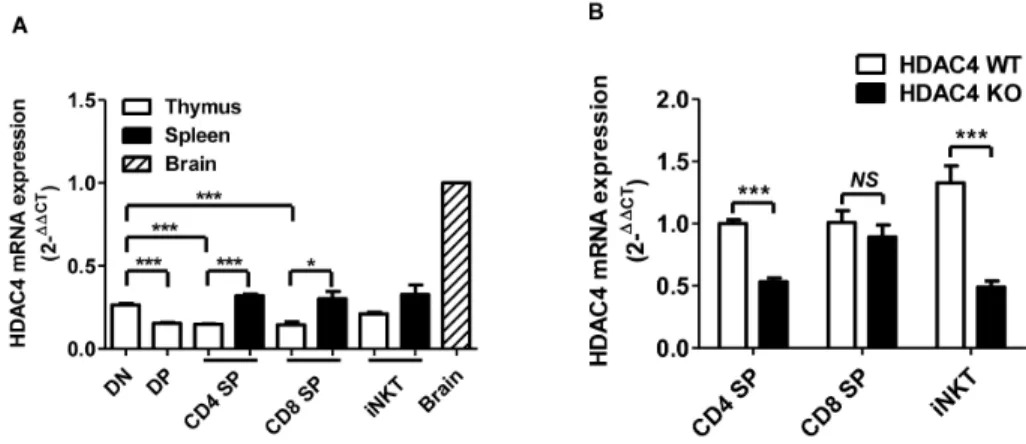 Figure 1: HDAC4 is expressed in multiple T cell lineages.  Thymic and splenic CD4 - CD8 - DN, CD4 + CD8 + DP, CD4 + SP, CD8 + SP, 