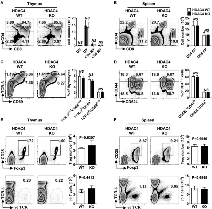 Figure 2: Conventional T cells developed normally in the absence of HDAC4.  A., B. Flow cytometry analysis (left panel)  and absolute numbers (right panel) of DN, DP, CD4 SP and CD8 SP based on CD4 and CD8 expression in thymus  A