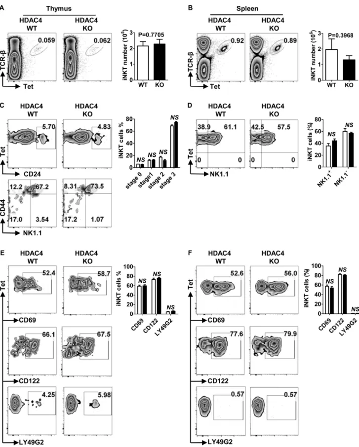 Figure 3: Normal iNKT cell development and maturation in HDAC4-deficient mice.  A., B