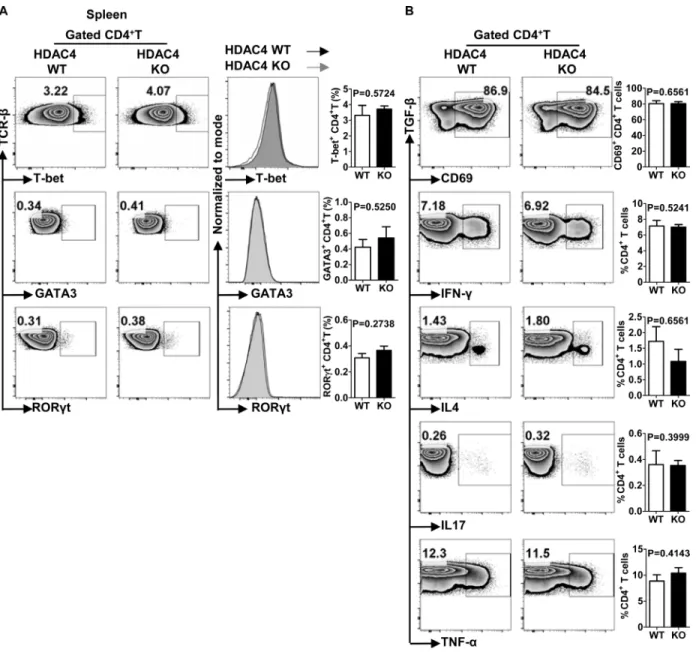Figure 4: Unaltered Th1, Th2 and Th17 cell differentiation in HDAC4-deficient mice.  A