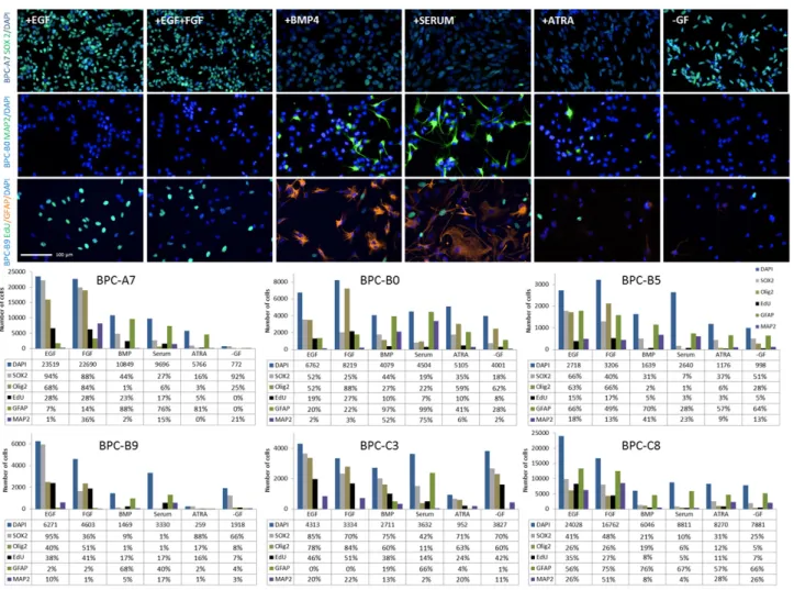 Figure 6: Response to differentiation cues in the different cell lines.  (Top panel) Immunocytochemistry of SOX2 (top row),  MAP2 (second row) and EdU and GFAP (third row) for selected cell lines during normal culture conditions and exposed to differentiat