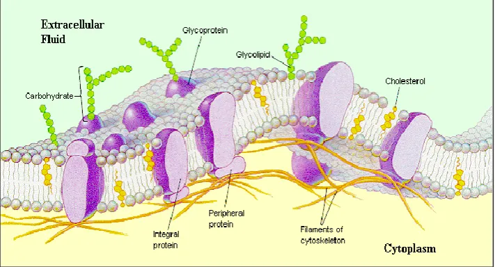 Figure 2.1: Structure of Plasma Membrane 