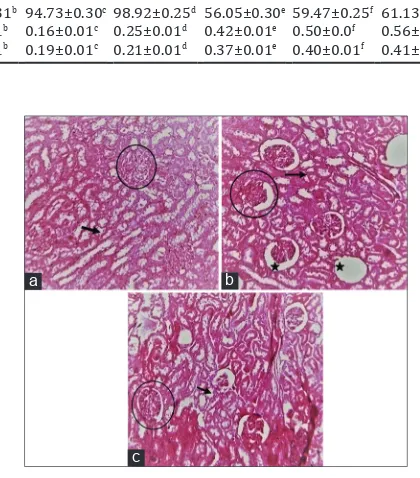 Fig. 5: Histological changes in kidney of rats. (a) Group 1 (normal rats, without inducing kidney injury rat kidney), (b) Group 2 (acetaminophen treated kidney of A-15 sub-group), (c) Group 3 (acetaminophen treated kidney with co-administration of methanol fraction of Terminalia arjuna of TA-15 sub-group)