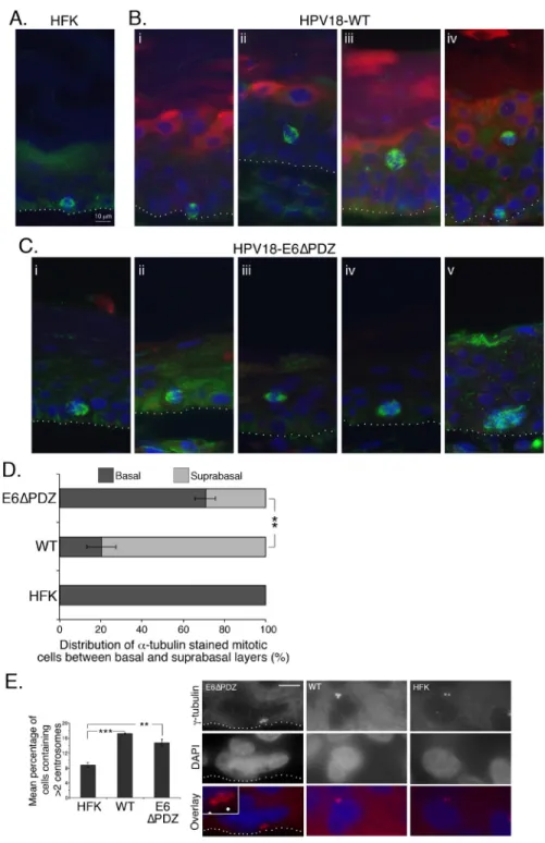 Figure 6: Loss of E6 PBM function is associated with an alteration in the distribution of α-tubulin stained mitotic  cells between basal and surpabasal cell layers of organotypic rafts