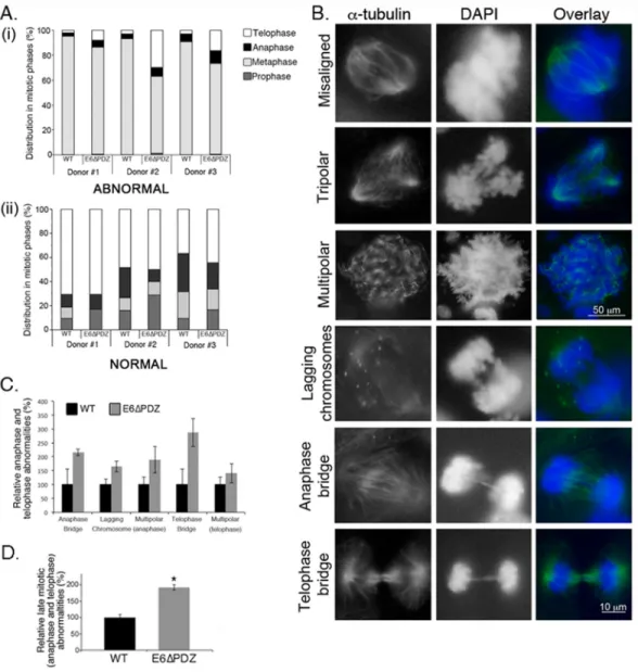 Figure 3: Loss of E6 PBM function leads to an enhancement in the frequency of abnormal cells progressing into  anaphase and telophase