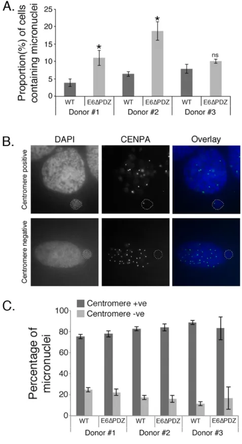 Figure 4: Increased micronuclei formation associated with E6ΔPDZ genome-containing cells