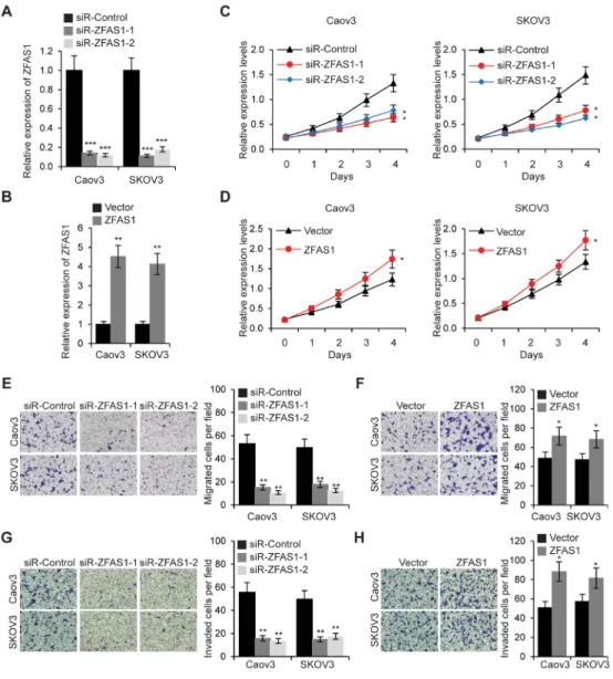 Figure 2: ZFAS1 promotes EOC cell proliferation, migration and invasion.  A. Relative expression levels of ZFAS1 was  determined by qRT-PCR in Caov3 and SKOV3 cells transfected with ZFAS1siRNA (siR-ZFAS1-1 and siR-ZFAS1) or control siRNA  (siR-Control)