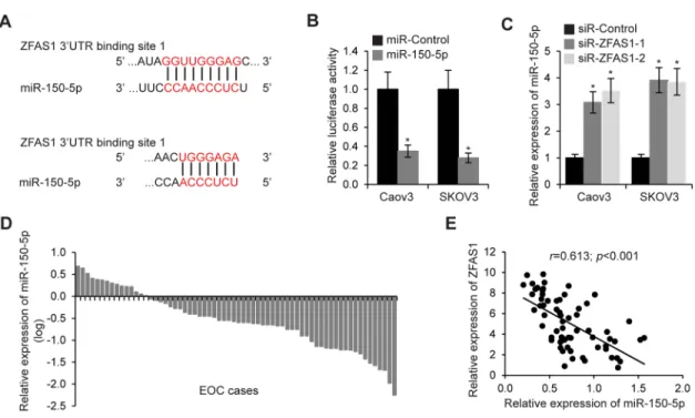 Figure 4: MiR-150-5p is a target of ZFAS1.  A. The putative binding sites of ZFAS1 and miR-150-5p