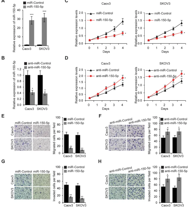 Figure 5: MiR-150-5p inhibits EOC cell proliferation, migration and invasion.  A. Relative expression levels of miR- miR-150-5p were determined by qRT-PCR in Caov3 and SKOV3 cells transfected with miR-miR-150-5porcontrol miRNA (miR-Control)