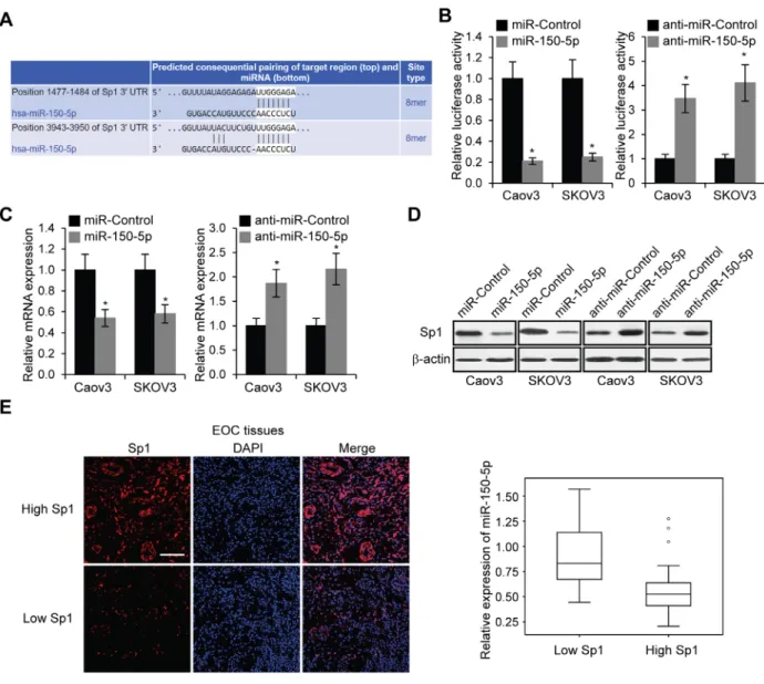 Figure 7: MiR-150-5p directly targets Sp1.  A. The putative binding sites of miR-150-5p in the Sp1 3’-UTR regions