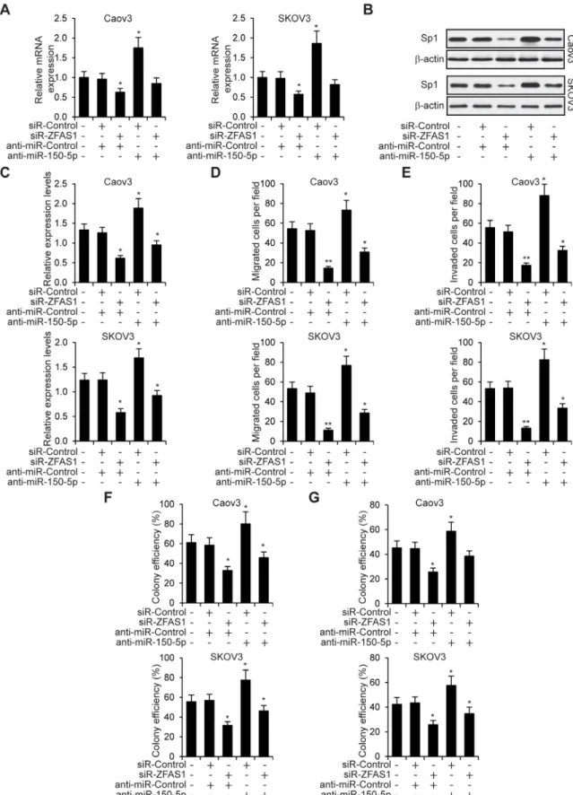 Figure 8: ZFAS1 promotes EOC cells through miR-150-5p mediated Sp1.  A, B. Relative mRNA and protein expression in five  group of Caov3 and SKOV3 cells (no transfection, siR-Control + miR-Control, siR-ZFAS1 + miR-Control, siR-Control +  anti-miR-150-5p and